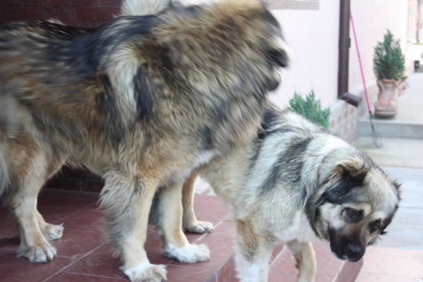 Beea si Rada - Ciobanesc caucazian