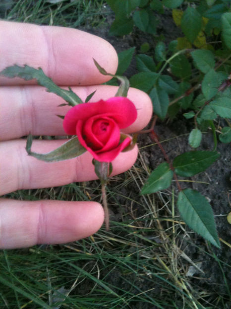 Pui de Morsdag (acelasi cu anteriorul), a doua floare - Trandafiri din seminte-incercari