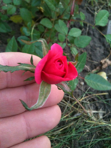 Pui Morsdag - Trandafiri din seminte-incercari