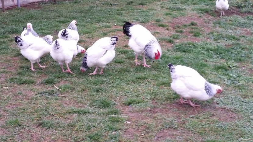  - 2-3 GĂINI SUSSEX HD