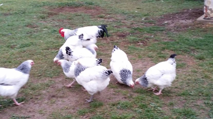  - 2-3 GĂINI SUSSEX HD