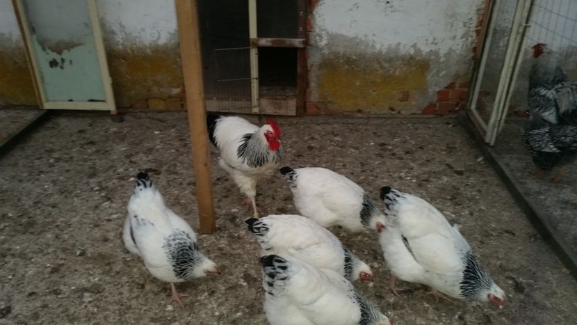  - 2-3 GĂINI SUSSEX HD