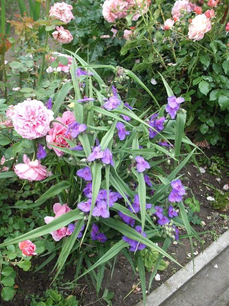 tradescantia - Plante de gradina