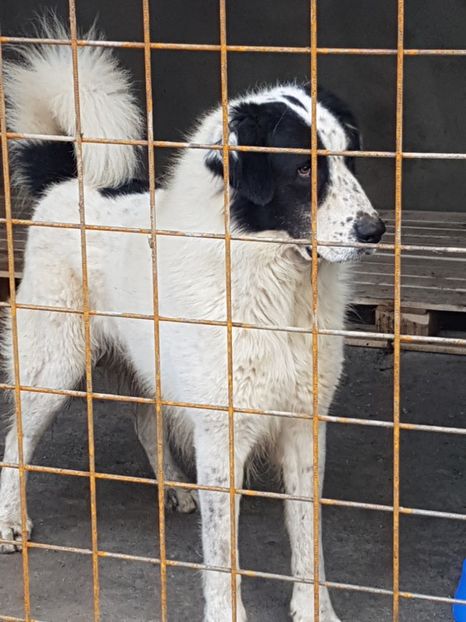  - CIOBANESC DE BUCOVINA-LORD