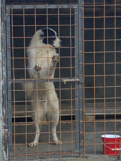  - CIOBANESC DE BUCOVINA-LORD