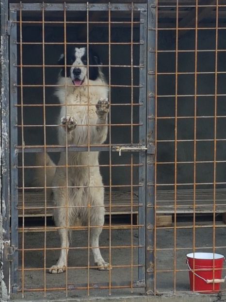  - CIOBANESC DE BUCOVINA-LORD