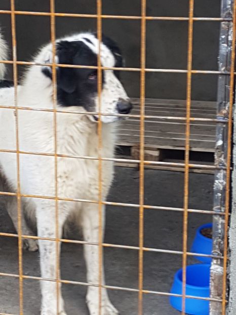  - CIOBANESC DE BUCOVINA-LORD