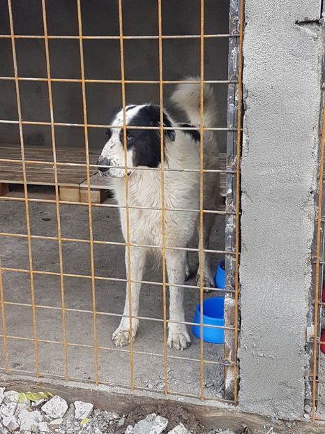  - CIOBANESC DE BUCOVINA-LORD