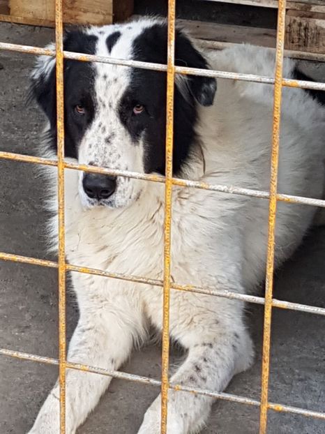  - CIOBANESC DE BUCOVINA-LORD