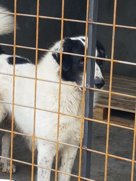  - CIOBANESC DE BUCOVINA-LORD