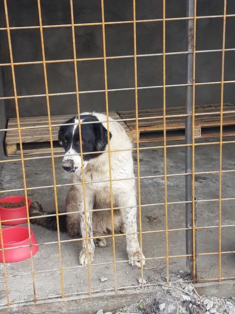  - CIOBANESC DE BUCOVINA-LORD