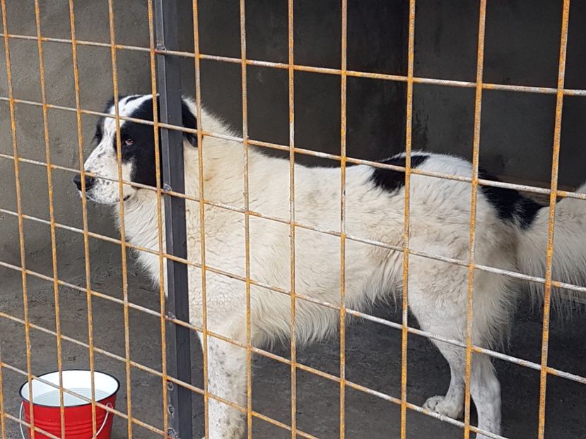  - CIOBANESC DE BUCOVINA-LORD