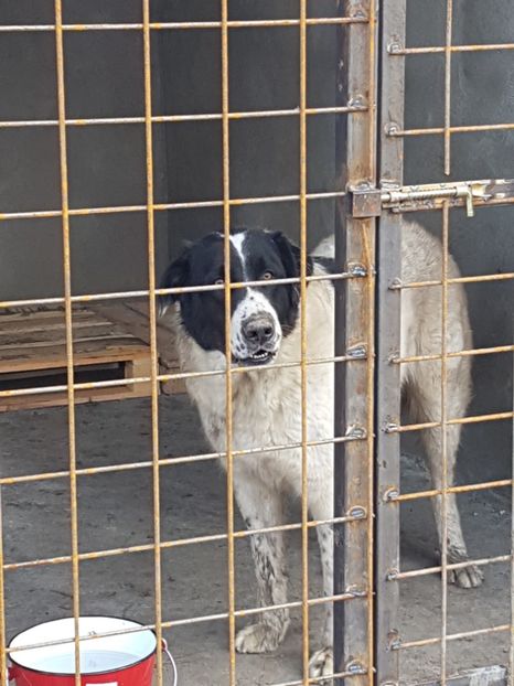  - CIOBANESC DE BUCOVINA-LEEA