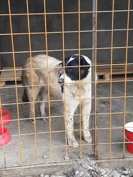  - CIOBANESC DE BUCOVINA-LEEA