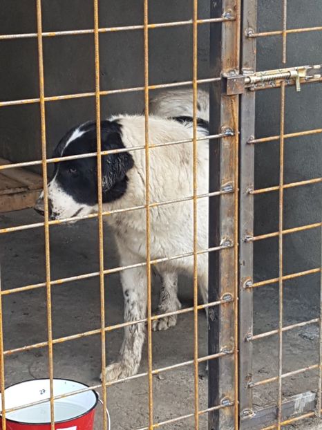  - CIOBANESC DE BUCOVINA-LEEA