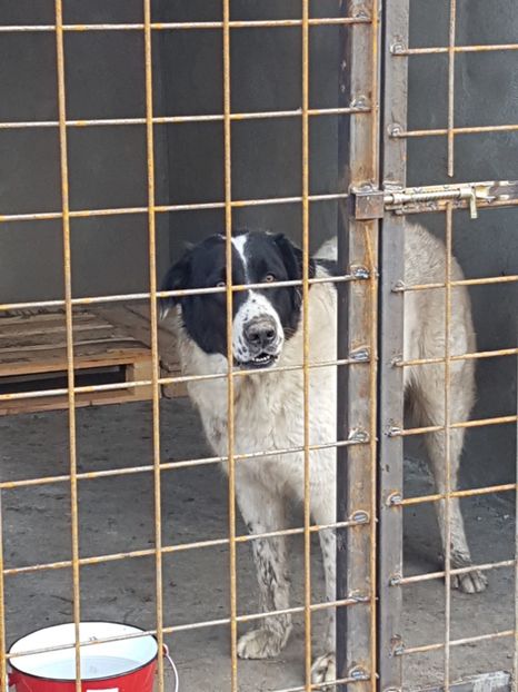  - CIOBANESC DE BUCOVINA-LEEA