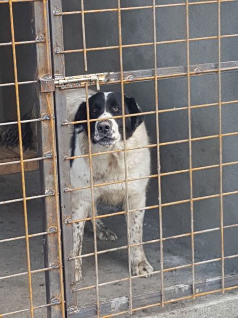  - CIOBANESC DE BUCOVINA-LEEA