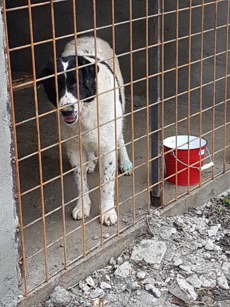  - CIOBANESC DE BUCOVINA-LEEA