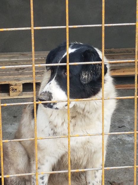  - CIOBANESC DE BUCOVINA-LEEA