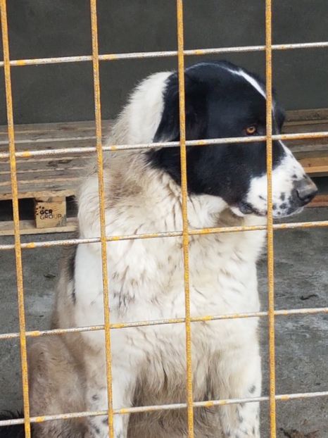  - CIOBANESC DE BUCOVINA-LEEA