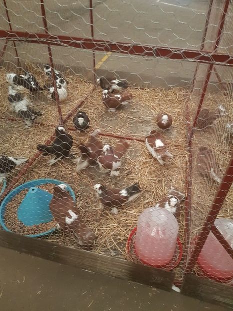  - Expoziția Națională Baicoi 29 noiembrie - 03 decembrie 2017