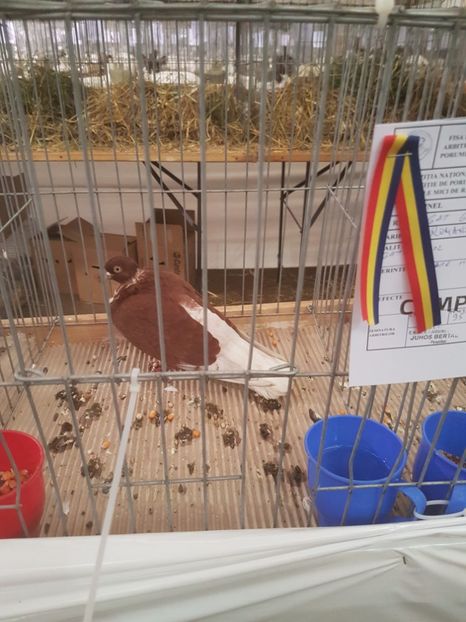  - Expoziția Națională Baicoi 29 noiembrie - 03 decembrie 2017