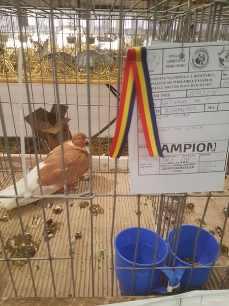  - Expoziția Națională Baicoi 29 noiembrie - 03 decembrie 2017