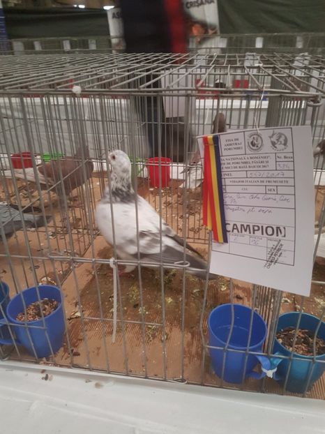  - Expoziția Națională Baicoi 29 noiembrie - 03 decembrie 2017