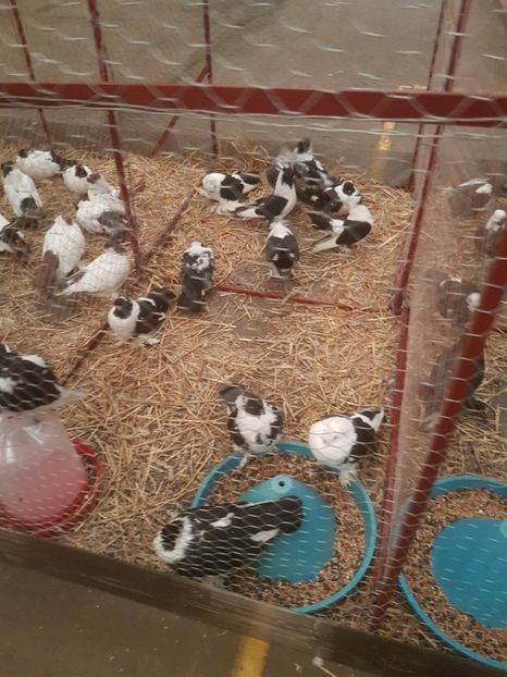  - Expoziția Națională Baicoi 29 noiembrie - 03 decembrie 2017