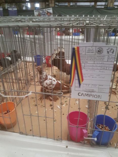  - Expoziția Națională Baicoi 29 noiembrie - 03 decembrie 2017