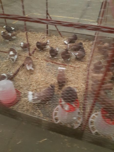  - Expoziția Națională Baicoi 29 noiembrie - 03 decembrie 2017