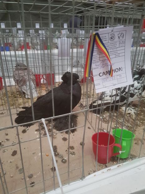  - Expoziția Națională Baicoi 29 noiembrie - 03 decembrie 2017