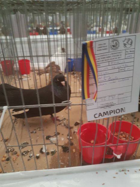  - Expoziția Națională Baicoi 29 noiembrie - 03 decembrie 2017