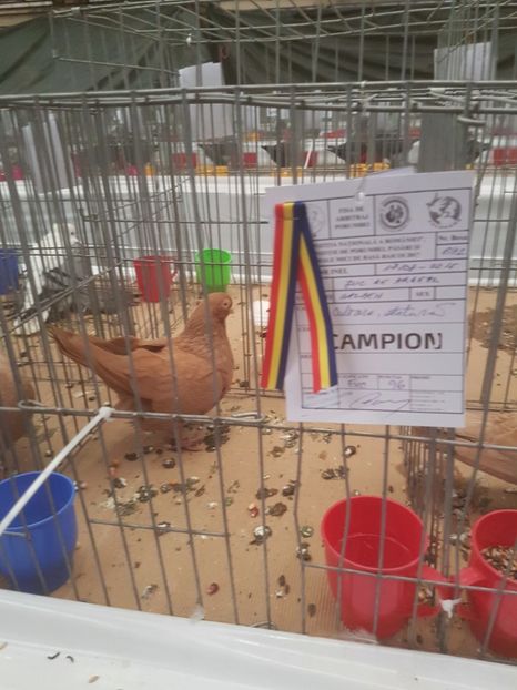  - Expoziția Națională Baicoi 29 noiembrie - 03 decembrie 2017