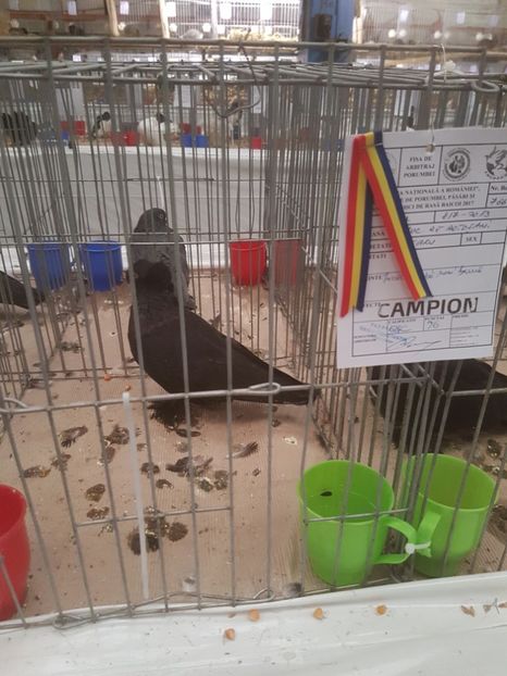  - Expoziția Națională Baicoi 29 noiembrie - 03 decembrie 2017