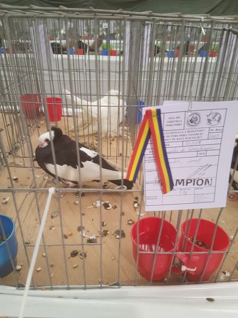  - Expoziția Națională Baicoi 29 noiembrie - 03 decembrie 2017