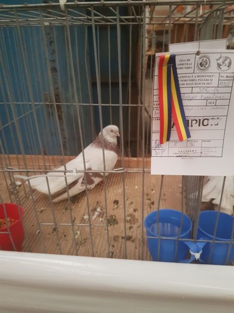  - Expoziția Națională Baicoi 29 noiembrie - 03 decembrie 2017