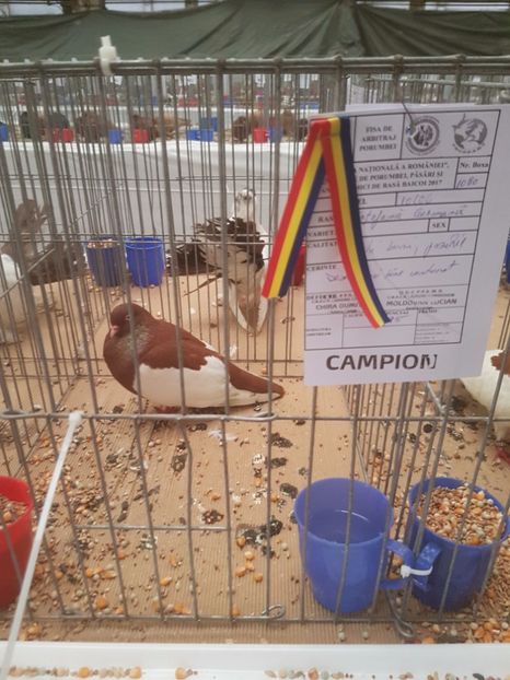  - Expoziția Națională Baicoi 29 noiembrie - 03 decembrie 2017