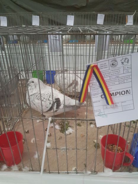  - Expoziția Națională Baicoi 29 noiembrie - 03 decembrie 2017