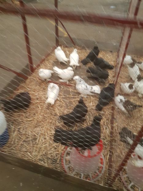  - Expoziția Națională Baicoi 29 noiembrie - 03 decembrie 2017