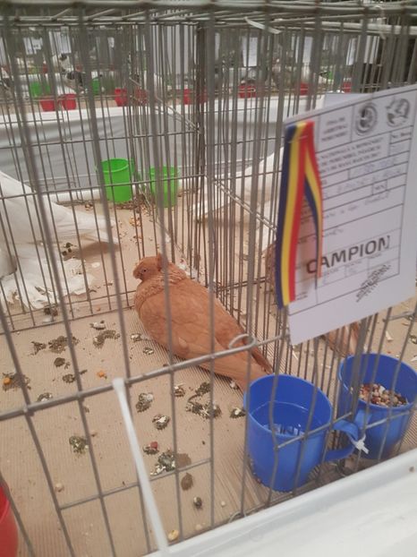  - Expoziția Națională Baicoi 29 noiembrie - 03 decembrie 2017