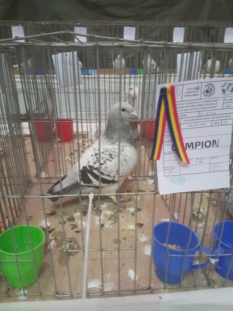  - Expoziția Națională Baicoi 29 noiembrie - 03 decembrie 2017