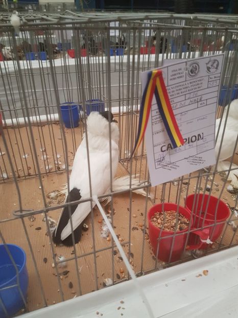  - Expoziția Națională Baicoi 29 noiembrie - 03 decembrie 2017