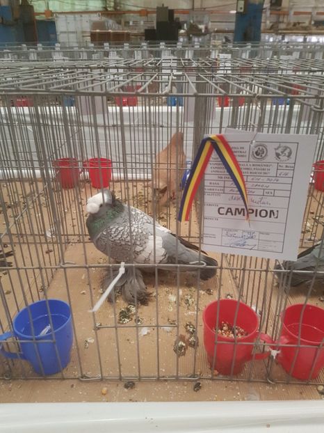  - Expoziția Națională Baicoi 29 noiembrie - 03 decembrie 2017