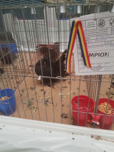  - Expoziția Națională Baicoi 29 noiembrie - 03 decembrie 2017