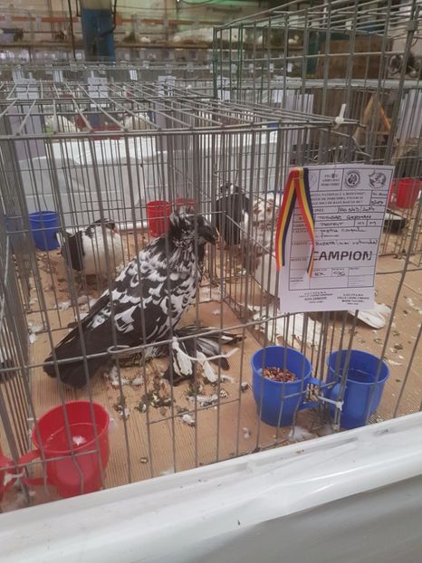  - Expoziția Națională Baicoi 29 noiembrie - 03 decembrie 2017