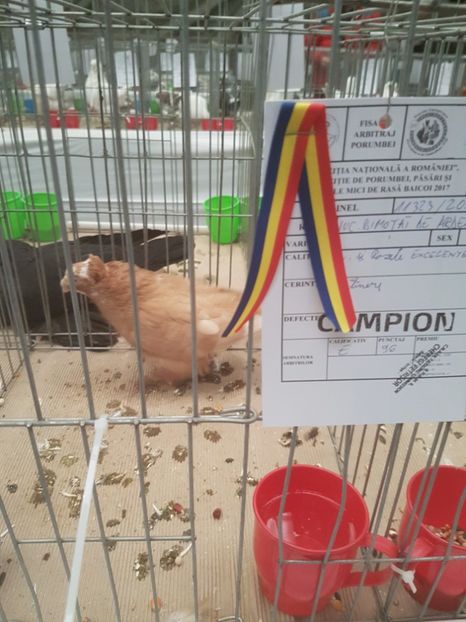  - Expoziția Națională Baicoi 29 noiembrie - 03 decembrie 2017