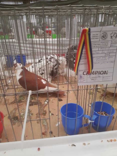  - Expoziția Națională Baicoi 29 noiembrie - 03 decembrie 2017