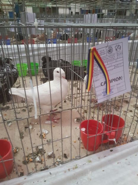  - Expoziția Națională Baicoi 29 noiembrie - 03 decembrie 2017