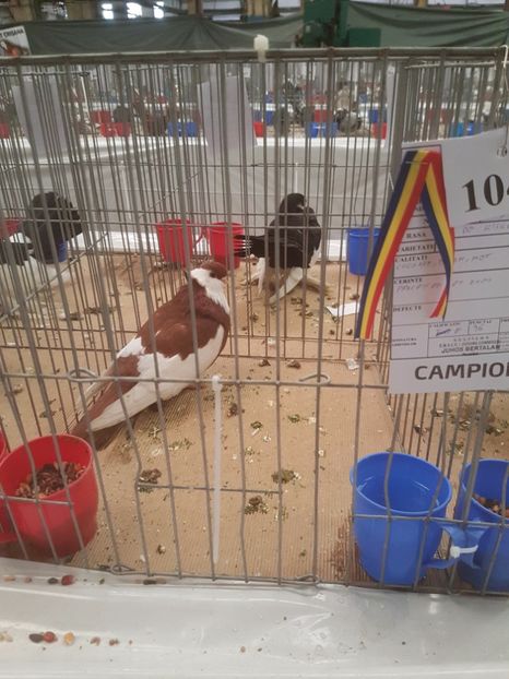  - Expoziția Națională Baicoi 29 noiembrie - 03 decembrie 2017